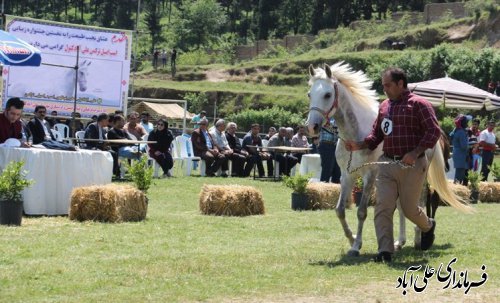 برگزاری نخستین جشنواره زیبایی اسب اصیل ترکمن در شهرستان علی آبادکتول