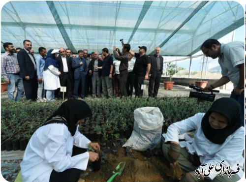 بازدید رییس بنیاد مستضعفان کشور و دکتر حق شناس استاندار از گلخانه تولید نهال زیتون در علی آبادکتول