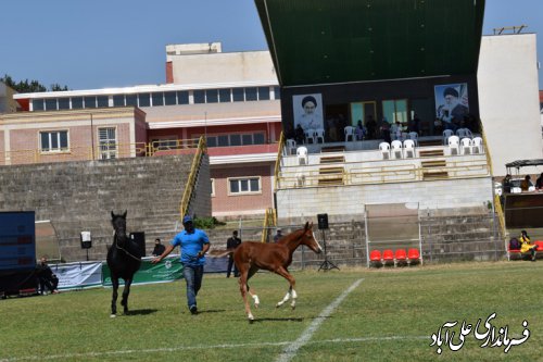 برگزاری جشنواره ملی زیبایی اسب اصیل ترکمن در علی آبادکتول